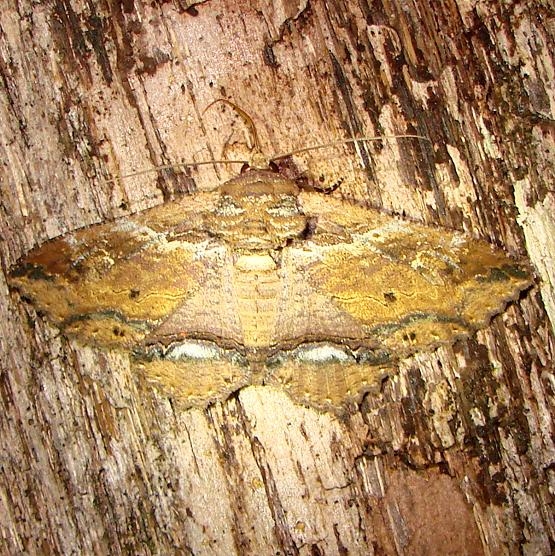 8689 Lunate Zale Mahogany Hammock Everglades 2-27-12
