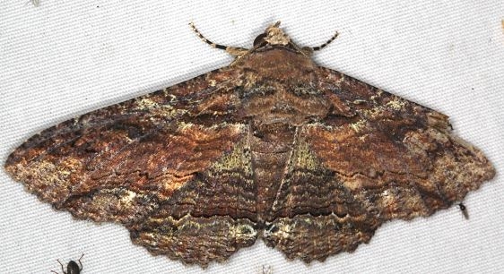 8689 Lunate Zale Moth yard 9-1-15 (1)_opt