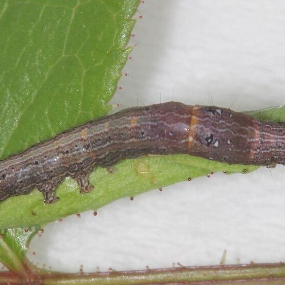 8689 Lunate Zale yard BG on rose in-greenhouse-5-14-23
