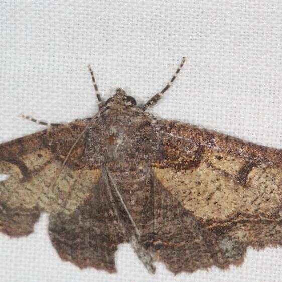 8690-Zale-smithi-or-8687-Z-fitilis-BG-Lake-Kissimmee-St-Pk-Fl-3-12-25