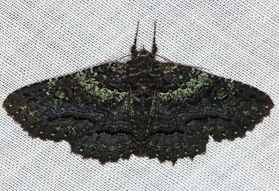 8694 Green-dusted Zale Green Zale Cumberland Falls St Pk Ky 4-22-14