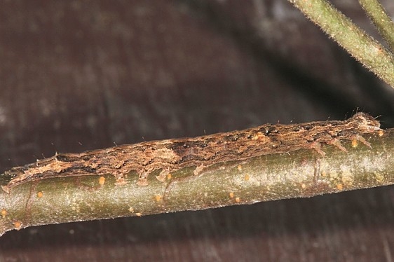 8697 Colorful Zale Moth caterpillar Burr Oak Cove Wayne Natl Forest Oh 8-2-18 (6)_opt