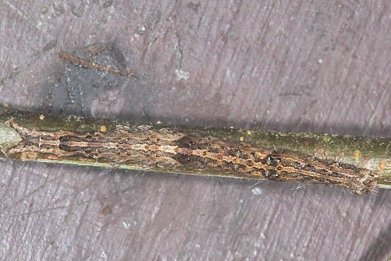 8697 Colorful Zale Moth caterpillar Burr Oak Cove Wayne Natl Forest Oh 8-2-18 (7)_opt