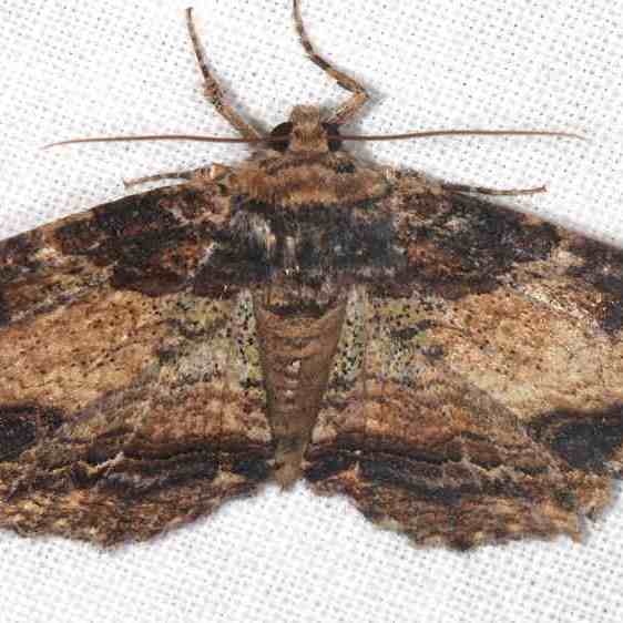 8697.1 Zale clandestina BG Paynes Prairie-St-Pk-Fl-3-8-23