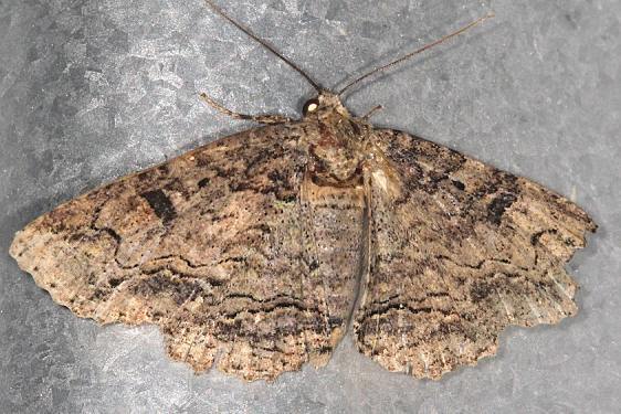 8704 Brown spotted Zale Moth Battelle Darby Metro Nature Center 7-20-19