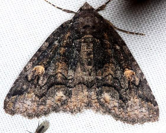 8704 Brown-spotted Zale Moth Thunder Lake Mich UP 6-24-13