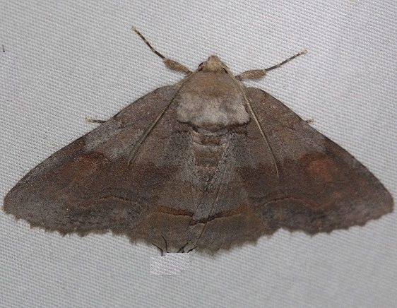 8707 Washed-out Zale Moth Thunder Lake UP Mich 6-21-14