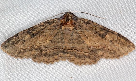 8709 Black-eyed Zale Moth yard 8-12-16