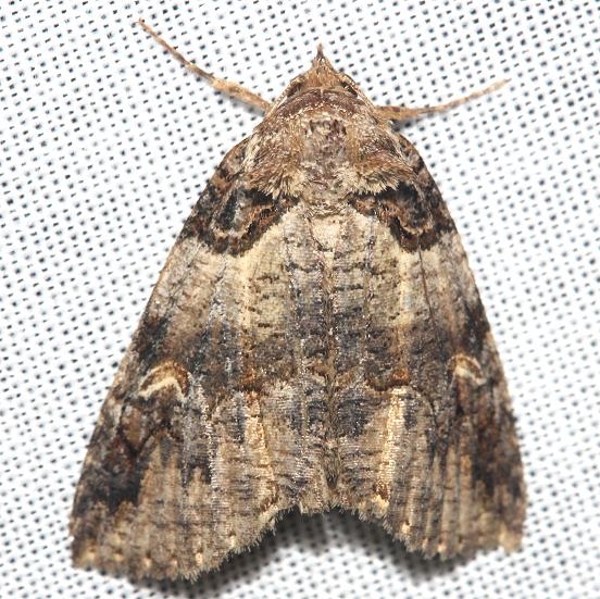 8713 Bold-based Zale Moth Lake Kissimmee St Pk Fl 2-26-13