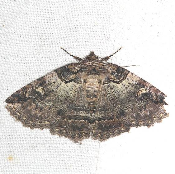 8713-Bold-faced-Zale-Paynes-Prairie-St-Pk-Fl-1-25-24