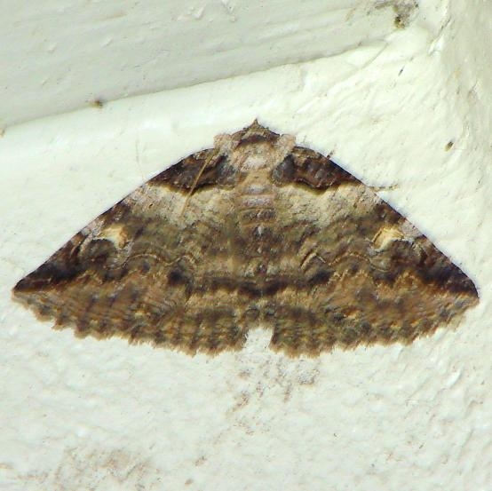 8713.1 Zale intenta Gold Head Branch State Park Fl 2-14-12