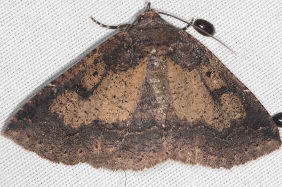 8718.97 Unidentified Zale-BG-Bear-Island-Big-Cypress preserve Fl 3-18-23