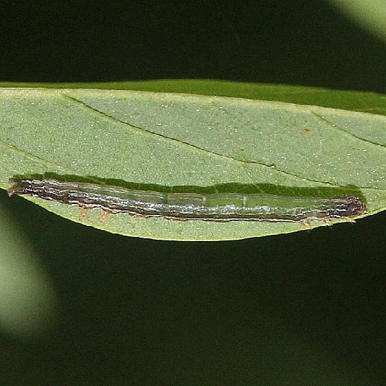 8718.97 Zale Moth sp early instar Caterpillar on Black Locust Clearcreek Metro BG Pk 8-19-16 (2)_opt