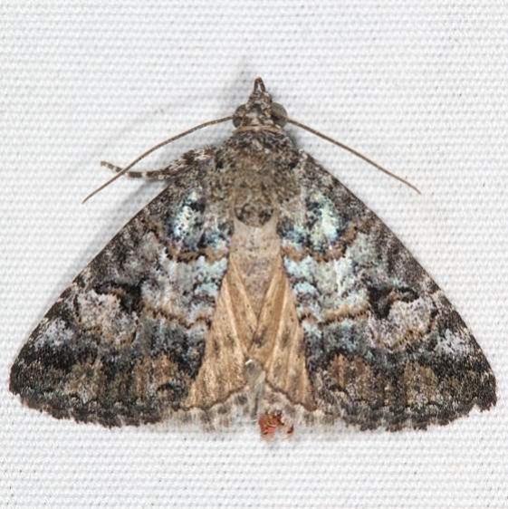 8720 Eubolina Moth Campsite 119 Falcon St Pk Texas 10-26-16_opt