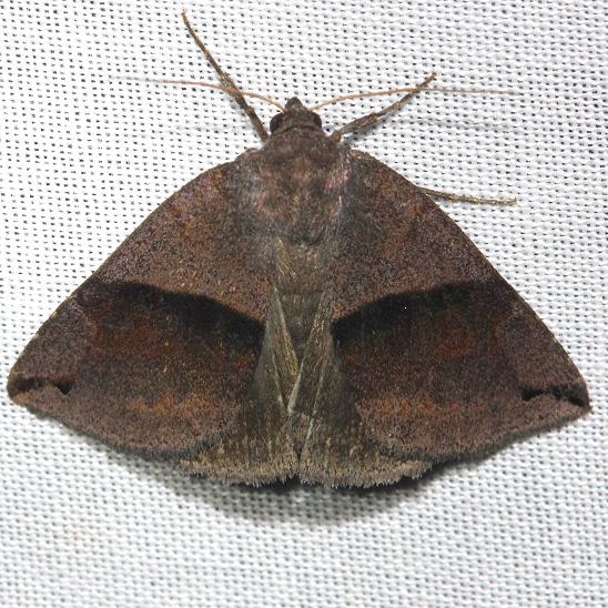8725 Neadysgonia similis Alexander Springs Ocala Natl Forest 3-18-13