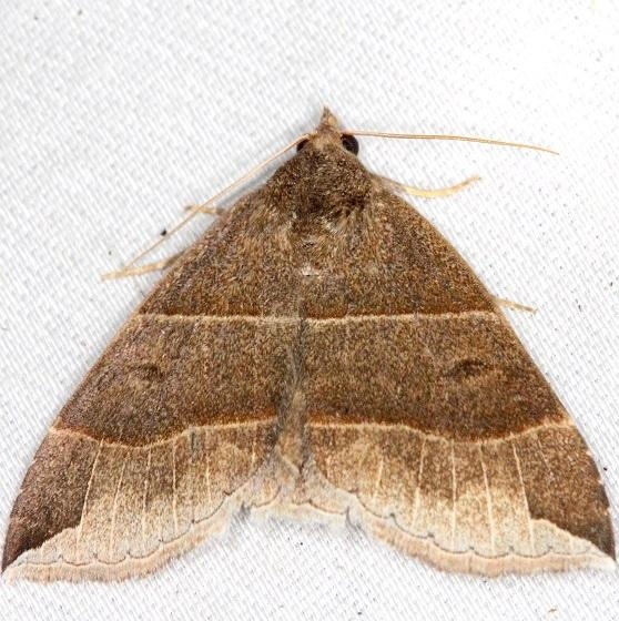 8727 Maple Looper Moth Thunder Lake UP Mich 6-23-13