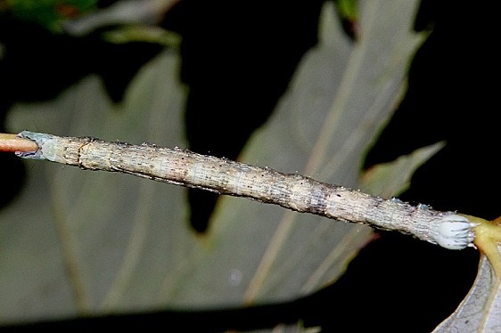 8727 Maple Looper caterpillar on Autumn Red Maple yard 8-16-20