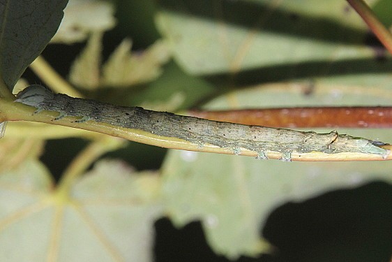 8727-Maple-Looper-caterpillar-on-Autumn-Red-Maple-yard-8-16-20-3_opt