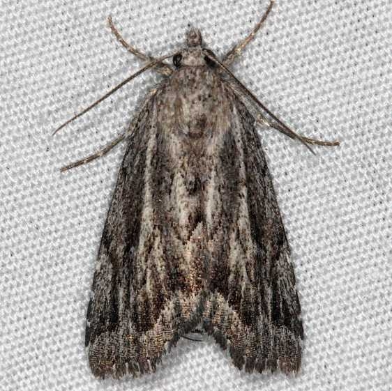 8728 Cutina albopunctgella Silver Lake Cypress Glenn Fl 3-16-15