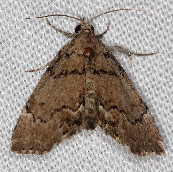 8729.1 Cutina aluticolor Rodman campground Fl 3-19-14