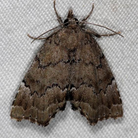 8729.1 Cutina aluticolor Silver Lake Cypress Glenn Fl 3-16-15