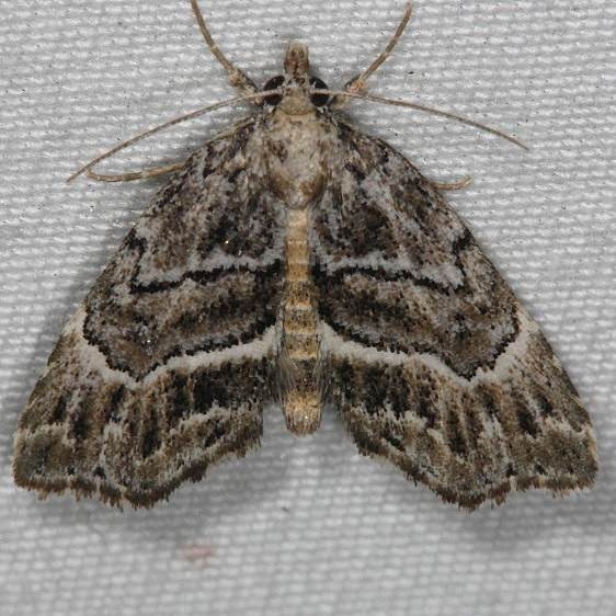 8729.2 Cutina arcuata Silver Lake Cypress Glenn Fl 3-16-15