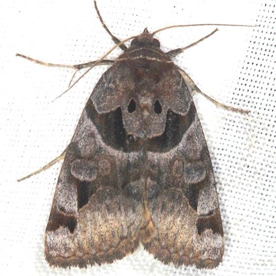 8731 Toothed Somberwing Moth Thunder Lake Mich 6-21-13
