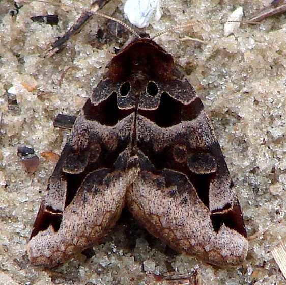 8731 Toothed Somberwing Moth William Beardall WMA Fl 3-10-11