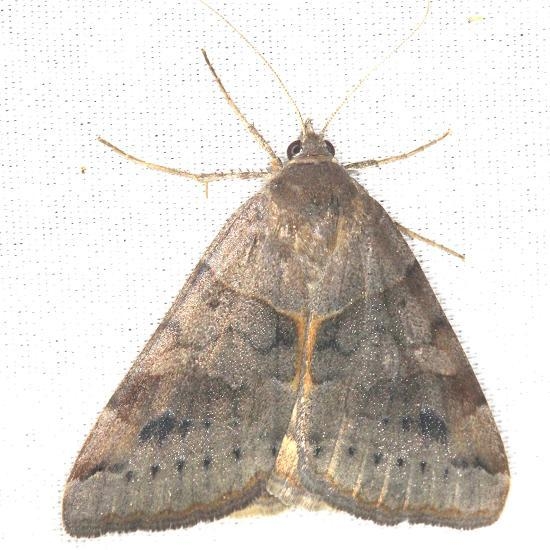 8733 Vetch Looper Moth yard 8-11-13