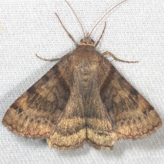 8738 Clover Looper Moth yard 7-16-13