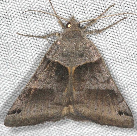 8738 Clover Looper yard 8-11-13