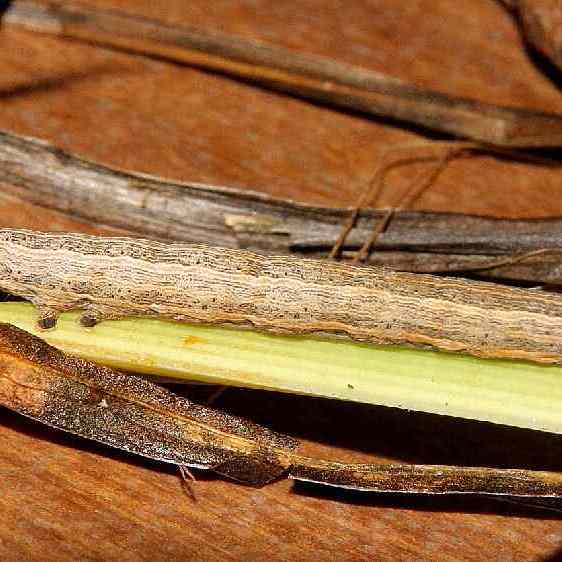 8738 Cover Looper Moth Caterpillar on daylily debris yard 10-13-20