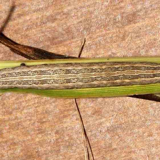 8738-Cover-Looper-Moth-Caterpiller-on-daylilly-debris-yard-10-13-20