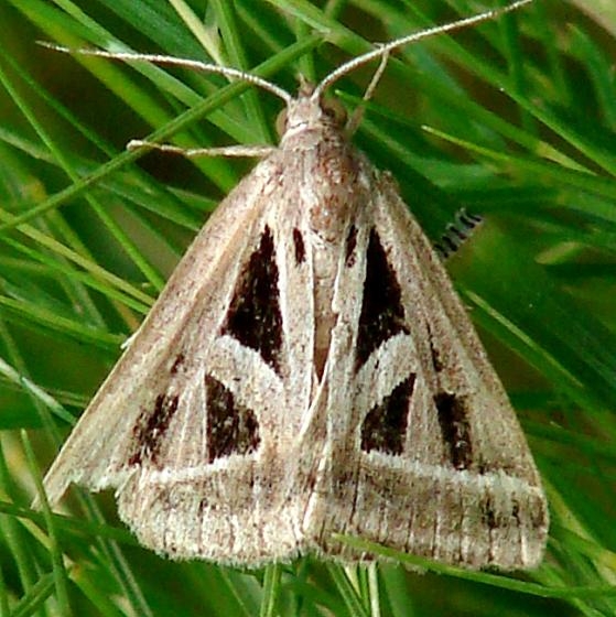 8741 Callistege diagonalis Parker Canyon Lake Az 9-8-12