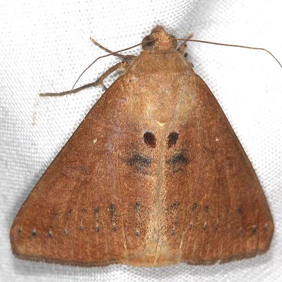 8743 Small Mocis Moth Campsite 119 Falcon St Pk 10-22-16_opt