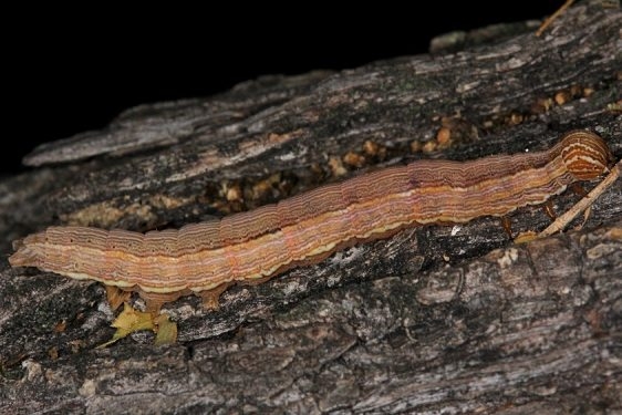 8743 Small Mocis Moth Caterpillar BG Campsite 119 Falcon St Pk Texas 10-25-16_opt