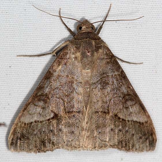 8743 Small Mocis Moth yard 9-8-15