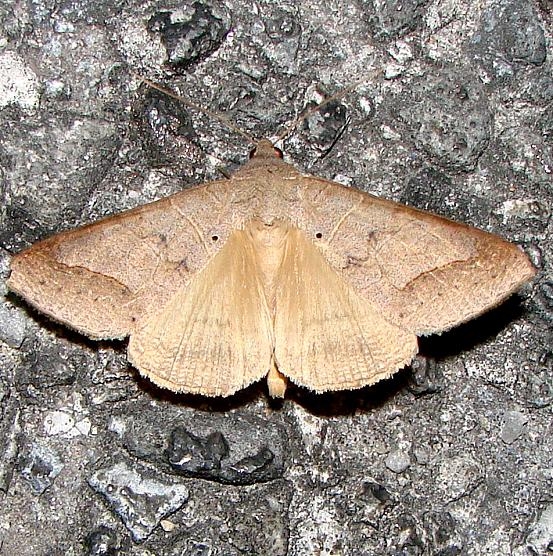 8744 Withered Mocis Moth Mahogany Hammock Everglades 2-27-12