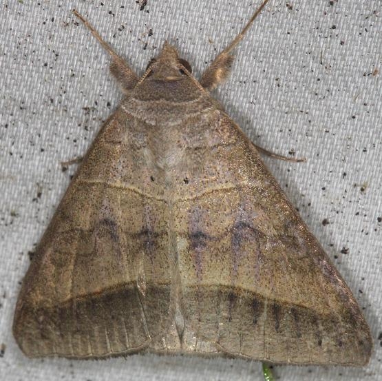 8745 Texas Mocis Moth yard 7-23-13