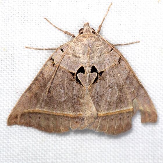 8747-Black-Bit-Moth-Bears-Den-Cabin-near-Cumberland-falls-Ky-5-27-25