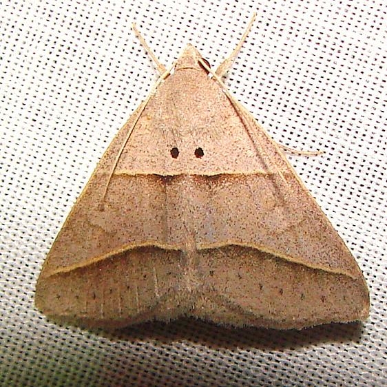 8750 Common Ptichodis Moth Gold Head Branch St Pk Fl 2-14-12