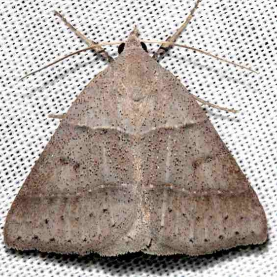 8752 Ptichodis pacalis Alexander Springs Ocala Natl Forest 3-18-13