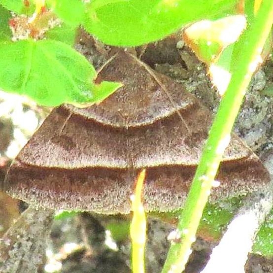 8760 Woodland Chocolate Appalachiacola Natl Frst 3-29-13