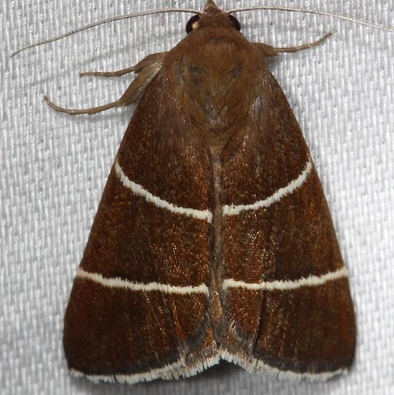 8762 Four-lined Chocolate Moth Alexander Springs Ocala Natl Forest 3-19-13