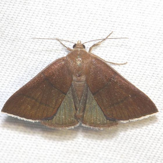 8762 Four-lined Chocolate MothLake Kissimme St Pk Fl 2-27-13