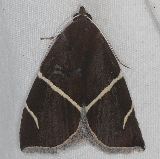 8764 Short-lined Chocolate Moth Silver Lake Cypress Glenn Fl 3-16-15