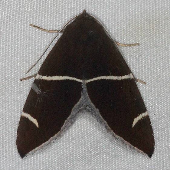 8764 Short-lined Chocolate Moth Silver Lake Cypress Glenn Fl 3-19-15