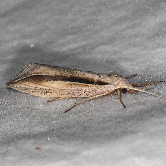 8765 Double-lined Doryodes Moth Oscar Scherer St Pk 3-13-15