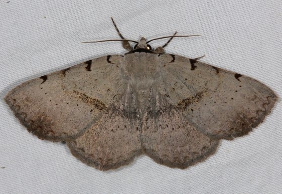 8769 Moon-lined Moth yard 5-31-14