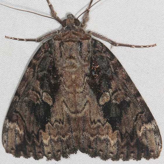 8770 Betrothed Underwing Moth Yard 8-4-17 (3)_opt